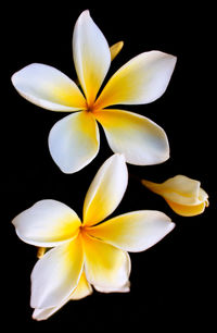 Close-up of white flower against black background