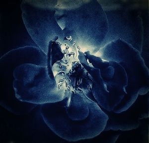 Close-up of flower
