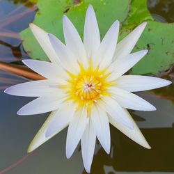 Close-up of white flower