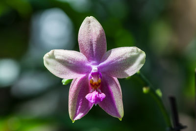 Close-up of pink flower blooming outdoors