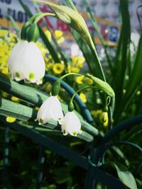 Close-up of flowers