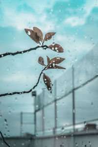 Close-up of raindrops on window during rainy season