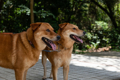 View of a dog on footpath