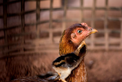 Close-up of hen and chick