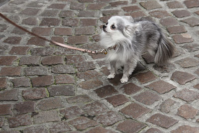 Close-up of cat sitting on brick wall