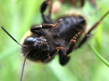 Close-up of bee on leaf