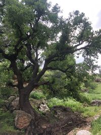 Trees growing on field