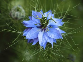 Close-up of purple blue flower
