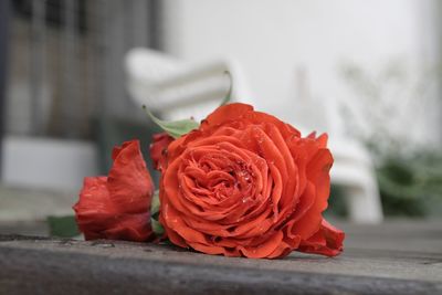 Close-up of rose bouquet