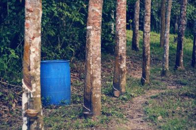 Trees in forest