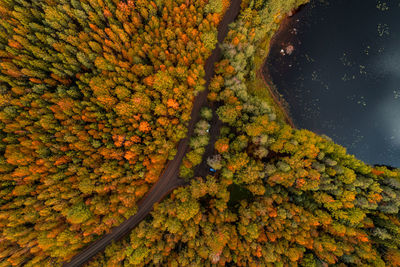 High angle view of autumnal trees