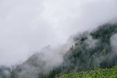 Panoramic shot of trees on land against sky