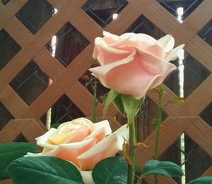 High angle view of rose roses on wood