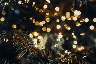 Coniferous branches and blurry shiny golden lights in christmas and new year atmosphere.
