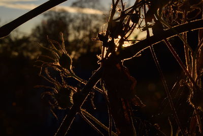 Close-up of tree against sky at night