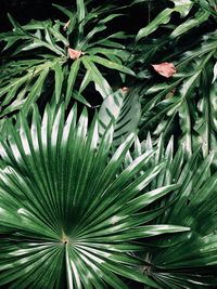 Close-up of palm tree leaves