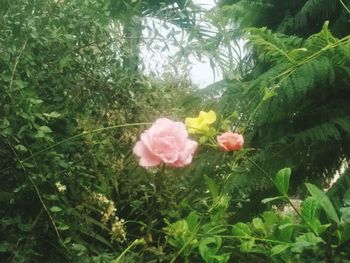 Close-up of pink flowers blooming outdoors