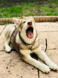 View of a dog yawning