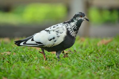 Close-up of a bird on grass