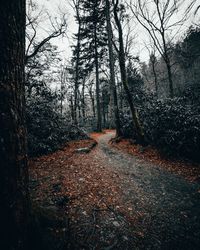 Road amidst trees in forest during autumn