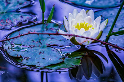 Close-up of purple flowering plant floating on water