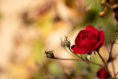 Close-up of red rose on plant