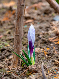 Close-up of purple crocus on field