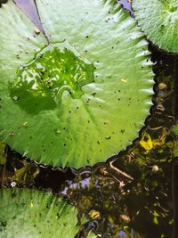 High angle view of succulent plant floating on water