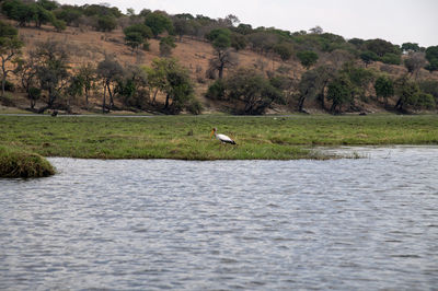 View of bird in the water