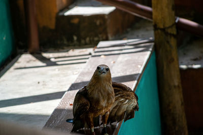 Close-up of a bird