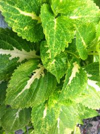 Full frame shot of green leaves