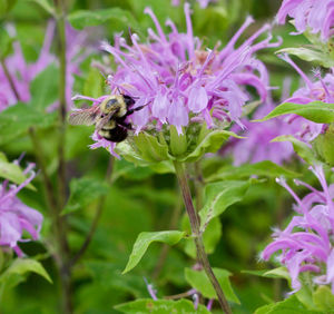 Close-up of bee on purple flowers