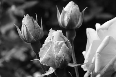 Close-up of rose plant