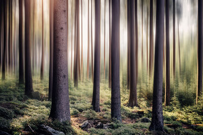 View of trees in forest