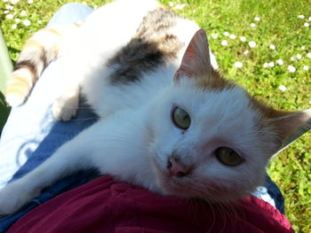 Close-up portrait of cat