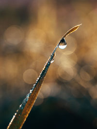 Droplet on the grass shined by morning light. 