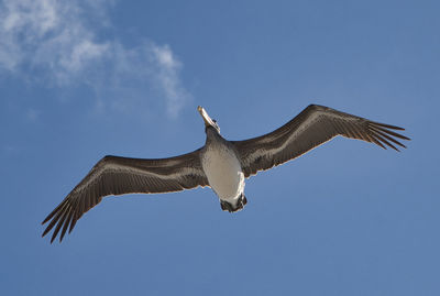 Low angle view of seagull flying