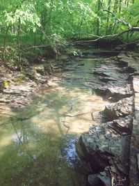 River flowing through forest