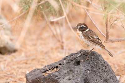 Fuerteventura chat perched on a volcanic rock