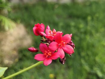 Close-up of pink flowering plant