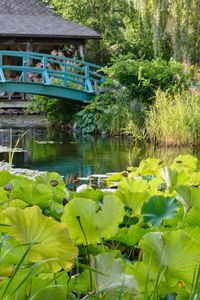 Water lily in lake