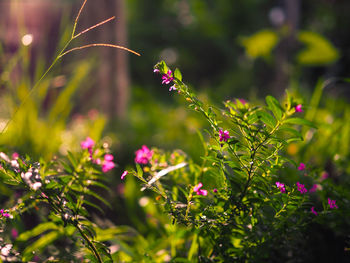 Close-up of pink flowering plants