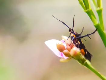 Close-up of insect on flower