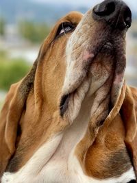 Close-up of dog - blues posing beautiful