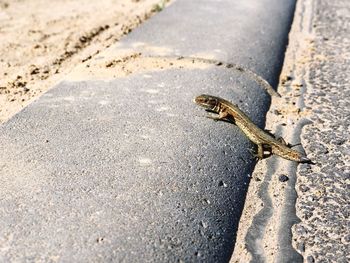 High angle view of lizard on road