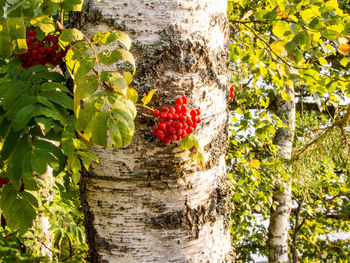 Close-up of fruits on tree