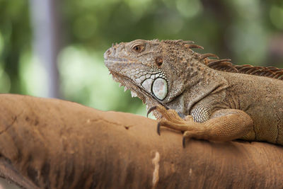 Close-up of a lizard looking away