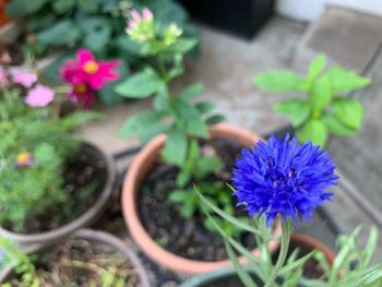 Close-up of purple flowering plant