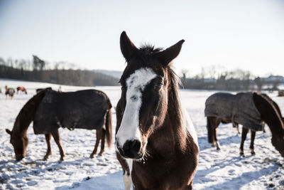 Horses standing on snow field against sky