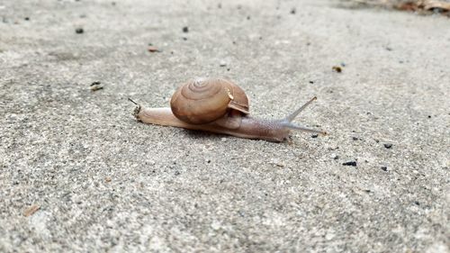 Close-up of snail on ground